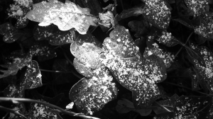 Frost and Leaves
