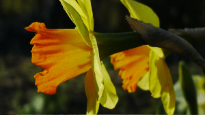 Daffodils