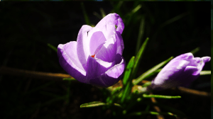 Crocus