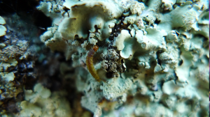 Lichen and caterpillar