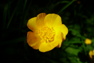Buttercup
