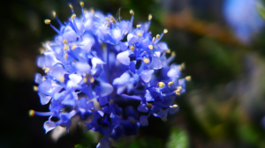 Ceanothus