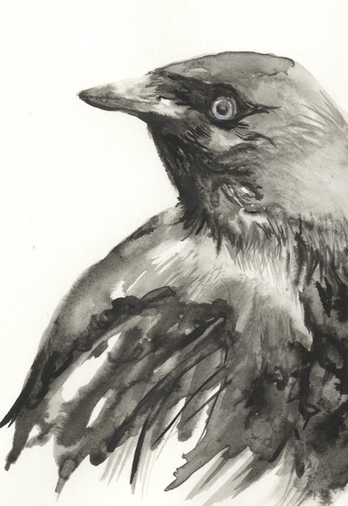 Jackdaw ink